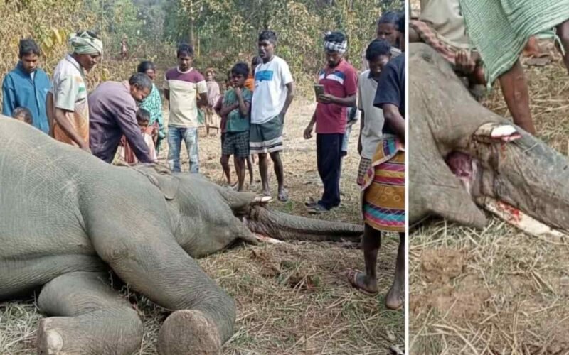पश्चिमी सिंहभूम में दंतैल हाथी का शव बरामद, दांत काटे जाने से तस्करी की आशंका