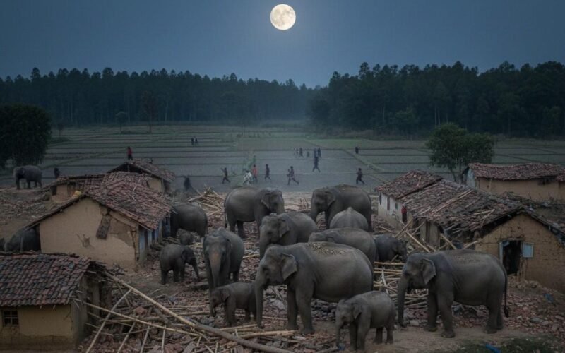 मनोहरपुर: कोलपोटका गांव में जंगली हाथियों का उत्पात, दो घर क्षतिग्रस्त