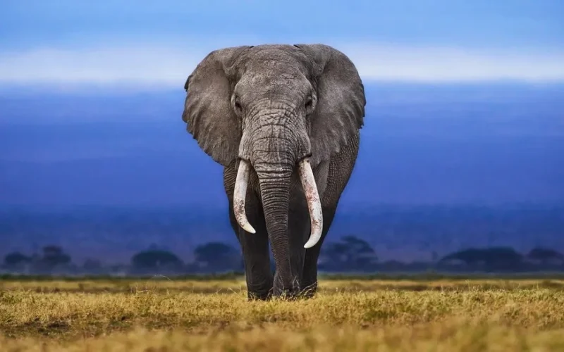 खरसावां: मां आकर्षणी पीठ के पास दिनदहाड़े जंगली हाथी, श्रद्धालुओं में दहशत