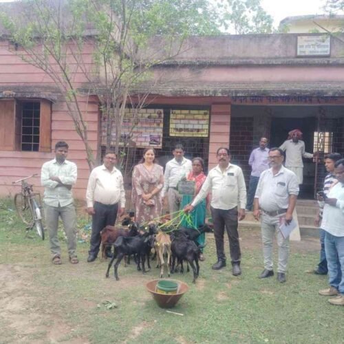 ईचागढ़ में मुख्यमंत्री पशुधन विकास योजना के तहत 12 यूनिट बकरी पालन का वितरण