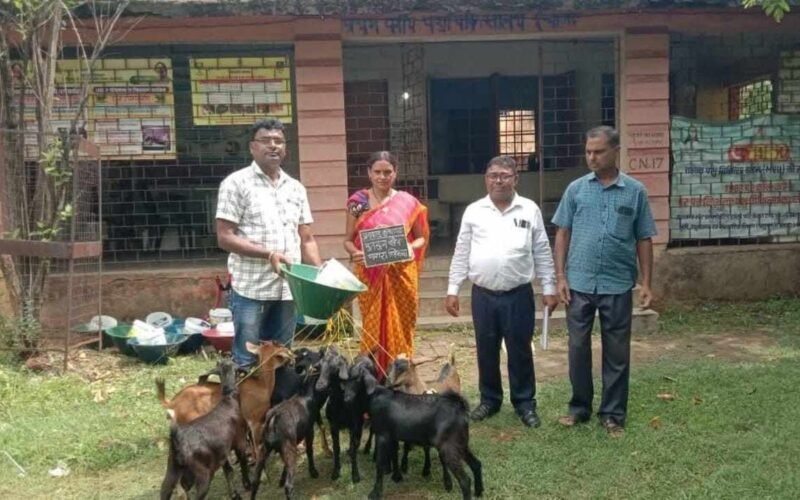 ईचागढ़ में मुख्यमंत्री पशुधन विकास योजना के तहत 12 यूनिट बकरी पालन योजना का वितरण, ग्रामीण स्वरोजगार को मिलेगा बढ़ावा