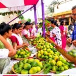 किसानों को मिला आम का सीधा बाजार, नोवामुंडी में विशेष आम बिक्री केंद्र शुरू