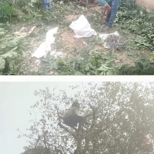 वैज्ञानिक प्रशिक्षण और सहकारिता से लाह उत्पादन को मिली नई दिशा, किसानों की आय में उल्लेखनीय वृद्धि
