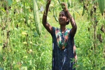 प्राकृतिक खेती से बदली बलेमा सामड की जिंदगी, ₹12 हजार की लागत में कमाया ₹53 हजार का शुद्ध मुनाफा