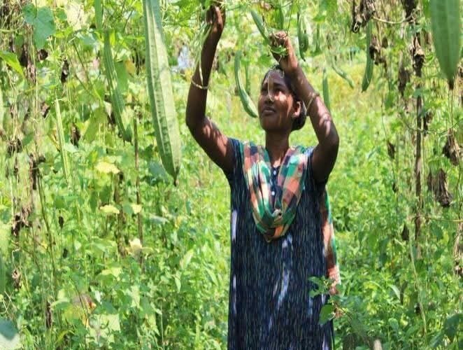 प्राकृतिक खेती से बदली बलेमा सामड की जिंदगी, ₹12 हजार की लागत में कमाया ₹53 हजार का शुद्ध मुनाफा